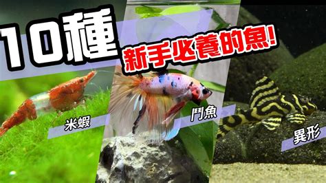 水族箱的魚|10種激推!給新手的魚~養這些!讓你告別養魚殺手~【憩。